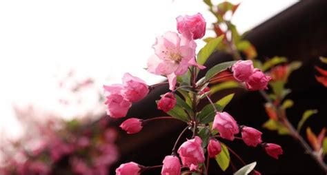 海棠開花|カイドウ（海棠）とは？花言葉などの特徴や桜との違。